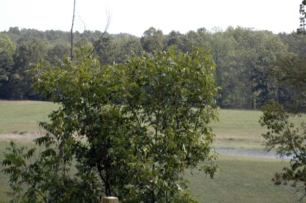Green Acres Jul07 - 04